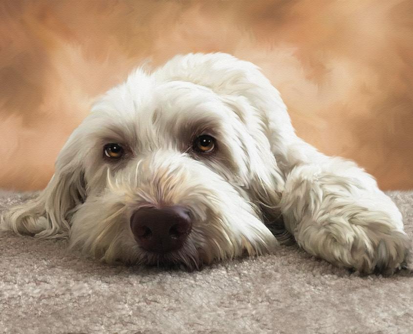 SAWYER PORTRAIT Pet Portrait